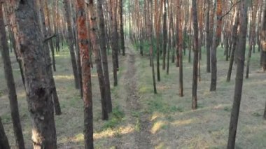 Yavaş uçuş iç çam ağacı orman. Drone ile havadan görünümü