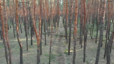 Yavaş uçuş iç çam ağacı orman. Drone ile havadan görünümü