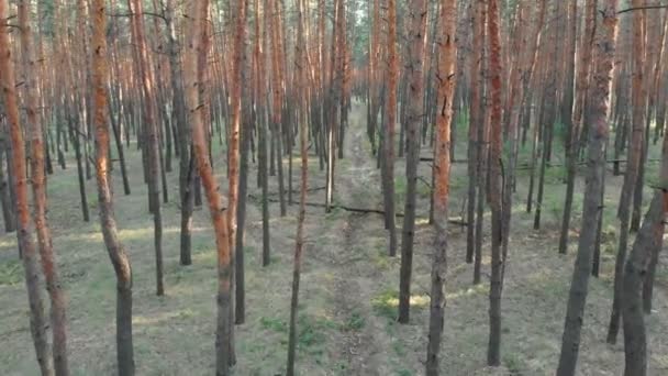 Powolne lotu wewnątrz drzewa sosnowego lasu. Widok z lotu ptaka z drone — Wideo stockowe