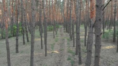 Yavaş uçuş iç çam ağacı orman. Drone ile havadan görünümü