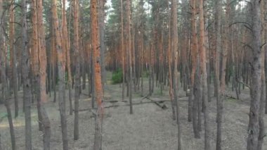 Yavaş uçuş iç çam ağacı orman. Drone ile havadan görünümü