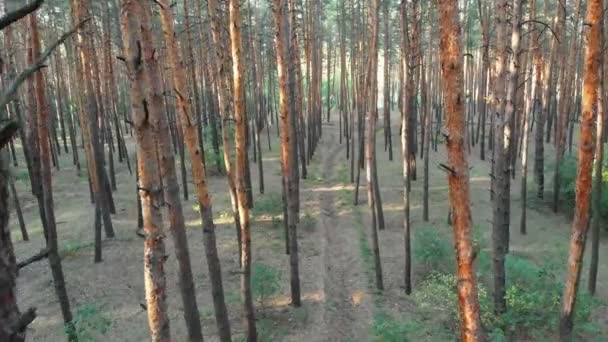 Vuelo lento dentro del bosque de pinos. Vista aérea con dron — Vídeo de stock