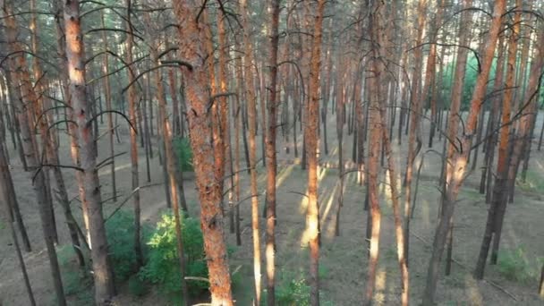 Voo lento dentro da floresta de pinheiros. Vista aérea com drone — Vídeo de Stock