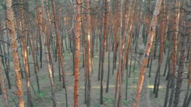 Yavaş uçuş iç çam ağacı orman. Drone ile havadan görünümü