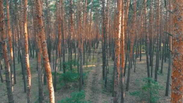 Voo lento dentro da floresta de pinheiros. Vista aérea com drone — Vídeo de Stock