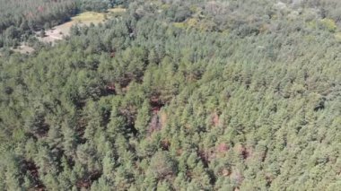 Çam ormanı, drone ile havadan görünümü. Çam ahşap Park üstten görünüm