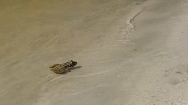Zelená žába sedící na břehu řeky ve vodě — Stock video