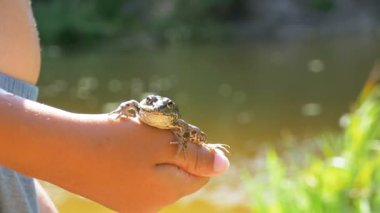 Küçük çocuk bir kurbağa Nehri yakınında sahilde elinde tutuyor. Ağır çekim