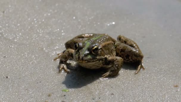 Zielona żaba siedzi na brzegu rzeki w wodzie — Wideo stockowe