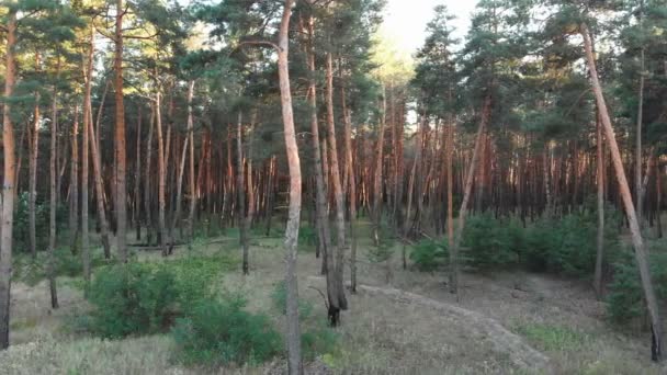 Vuelo lento dentro del bosque de pinos. Vista aérea con dron — Vídeos de Stock