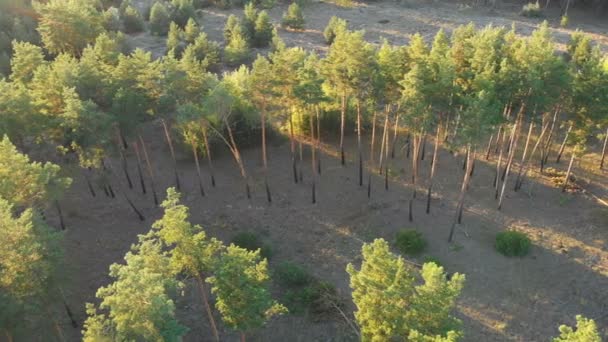 Πευκοδάσος, αεροφωτογραφία με drone. Το Top view σε ξύλο πάρκο με πεύκα — Αρχείο Βίντεο