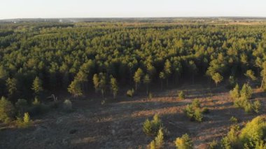 Çam ormanı, drone ile havadan görünümü. Çam ahşap Park üstten görünüm