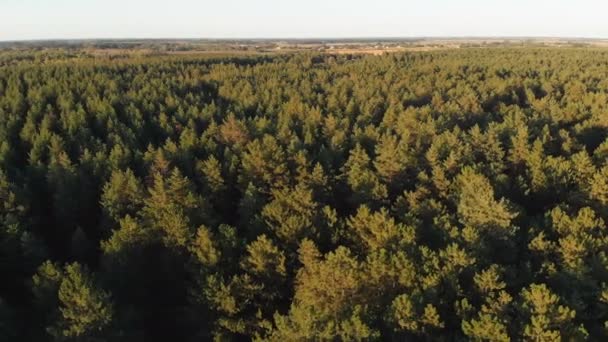 Pineta, veduta aerea con drone. Vista dall'alto nel parco della pineta — Video Stock