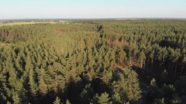 Çam ormanı, drone ile havadan görünümü. Çam ahşap Park üstten görünüm