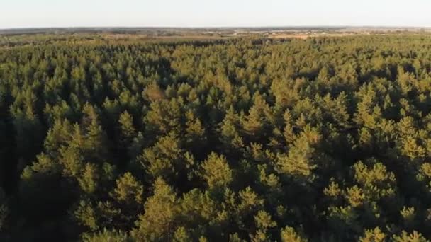 Las sosnowy, widok z lotu ptaka z dronów. Widok z góry w parku drewno sosna — Wideo stockowe
