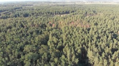 Çam ormanı, drone ile havadan görünümü. Çam ahşap Park üstten görünüm