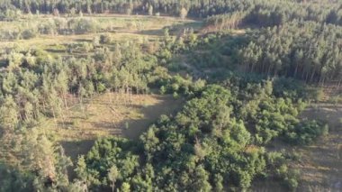 Çam ormanı, drone ile havadan görünümü. Çam ahşap Park üstten görünüm