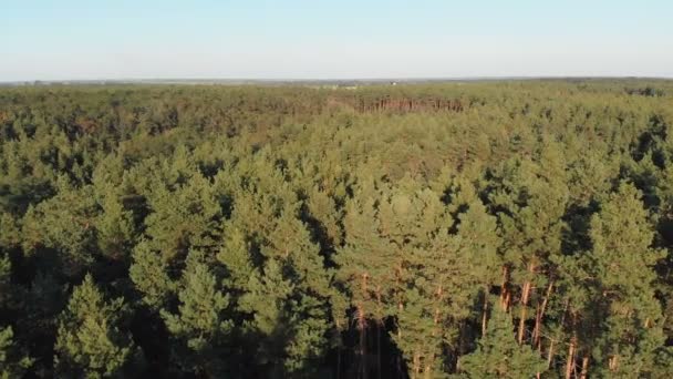 Borový les, letecký pohled s DRONY. Pohled shora v parku s borovicemi — Stock video