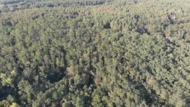 Çam ormanı, drone ile havadan görünümü. Çam ahşap Park üstten görünüm