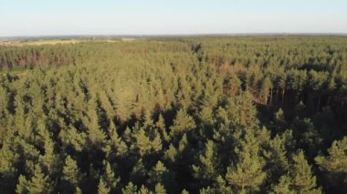 Çam ormanı, drone ile havadan görünümü. Çam ahşap Park üstten görünüm