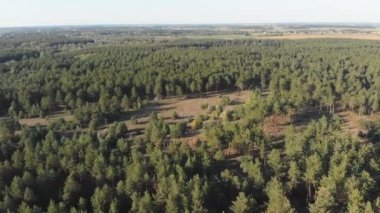 Çam ormanı, drone ile havadan görünümü. Çam ahşap Park üstten görünüm