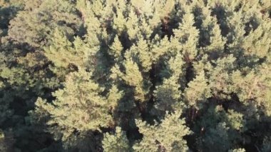 Çam ormanı, drone ile havadan görünümü. Çam ahşap Park üstten görünüm
