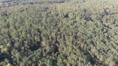 Çam ormanı, drone ile havadan görünümü. Çam ahşap Park üstten görünüm