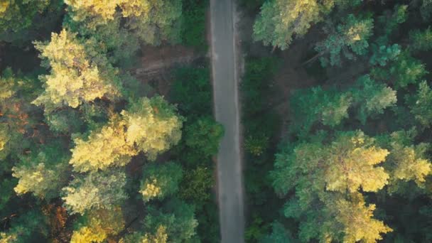 Pohled shora létání nad staré opravené lesní cesta. Woods rostoucí obě strany — Stock video