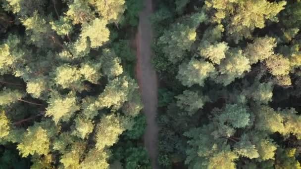 Vista superior Volando sobre Old Patched Forest Road. Bosques creciendo a ambos lados — Vídeos de Stock