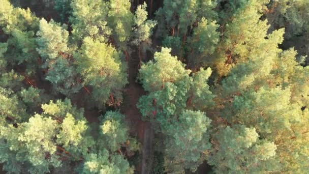 Kırmızı yangın kamyon sürüş bir çam ormanının içinde yol boyunca dron üzerinden üstten görünüm — Stok video
