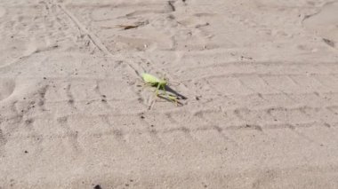 Böcek yeşil Mantis oturur kum ve Cleans onun pençeleri üzerinde