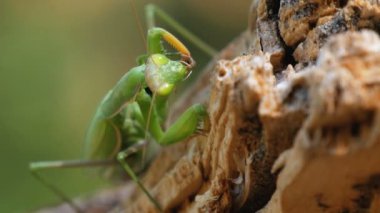 Böcek yeşil Mantis Ağaç gövdesinde oturur