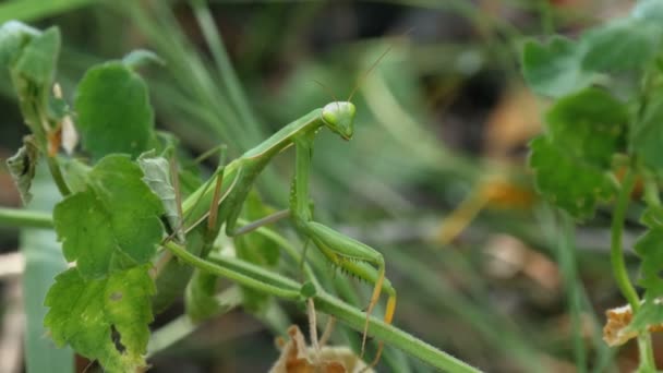 Комаха зелений Mantis сидить у траві — стокове відео