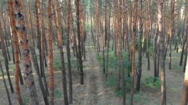 Yavaş uçuş iç çam ağacı orman. Drone ile havadan görünümü