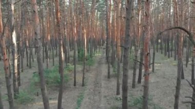 Yavaş uçuş iç çam ağacı orman. Drone ile havadan görünümü