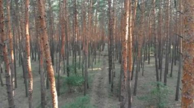 Yavaş uçuş iç çam ağacı orman. Drone ile havadan görünümü