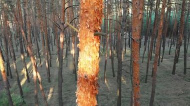 Yavaş uçuş iç çam ağacı orman. Drone ile havadan görünümü