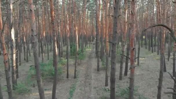 Vuelo lento dentro del bosque de pinos. Vista aérea con dron — Vídeos de Stock