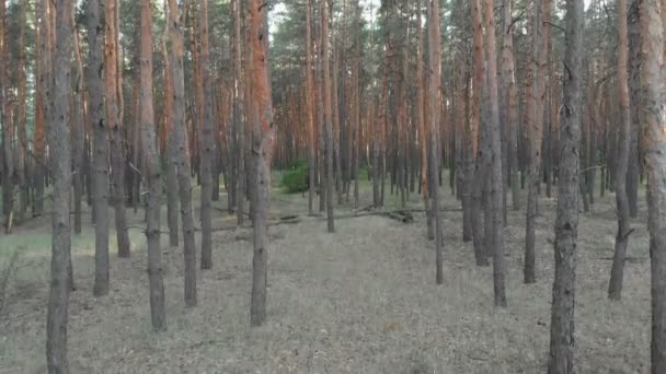 Vuelo lento dentro del bosque de pinos. Vista aérea con dron — Vídeos de Stock