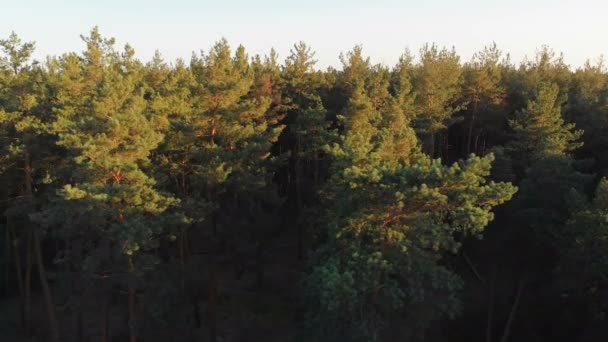 Çam ormanı, drone ile havadan görünümü. Çam ahşap Park üstten görünüm — Stok video