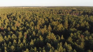 Çam ormanı, drone ile havadan görünümü. Çam ahşap Park üstten görünüm