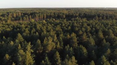 Çam ormanı, drone ile havadan görünümü. Çam ahşap Park üstten görünüm