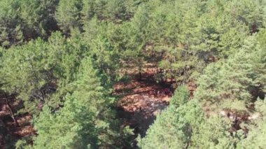 İnsanların rahatlamak ve bir çam ormanı görünümündeki bir açıklıkta quadrocopter yürümek