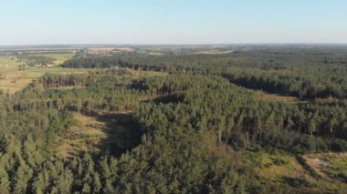 Çam ormanı, drone ile havadan görünümü. Çam ahşap Park üstten görünüm