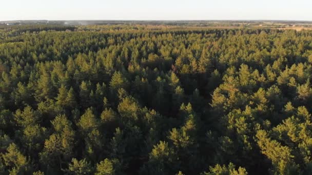 Las sosnowy, widok z lotu ptaka z dronów. Widok z góry w parku drewno sosna — Wideo stockowe