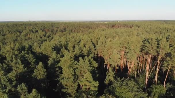 Bosque de pinos, vista aérea con dron. Vista superior en parque de madera de pino — Vídeos de Stock