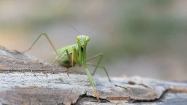 Böcek yeşil Mantis Ağaç gövdesinde oturur