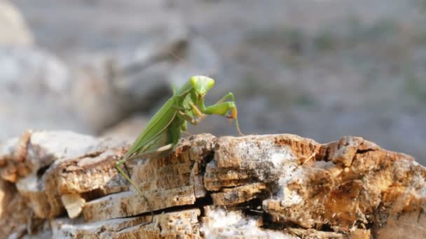 El insecto verde Mantis se sienta en el tronco del árbol — Vídeo de stock
