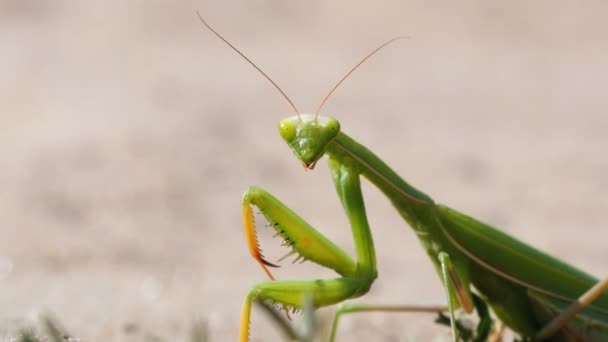 O inseto verde Mantis senta-se na areia — Vídeo de Stock