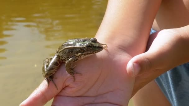 Little Boy Holding a Frog in his Hands on the Beach near the River. — Stock Video